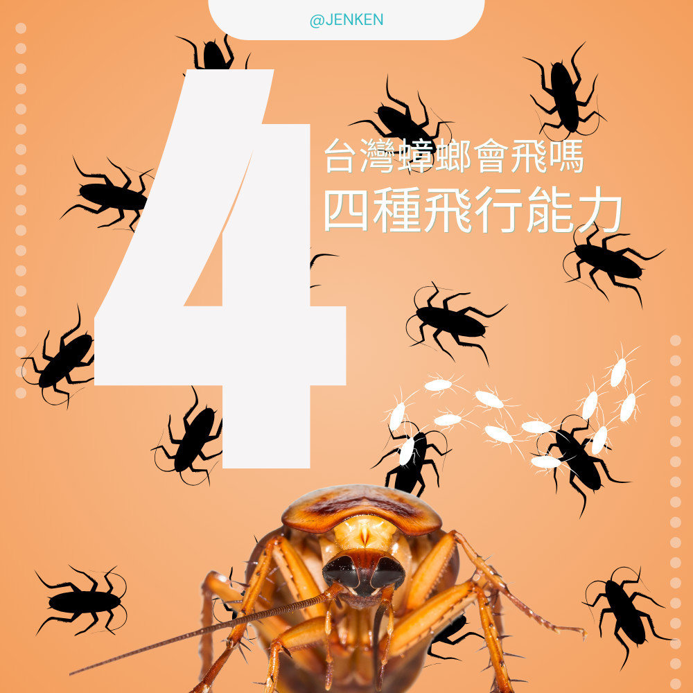 台灣蟑螂會飛嗎？探討台灣常見蟑螂的飛行能力，在台灣，蟑螂是常見的害蟲之一，其種類繁多，而關於它們是否具有飛行能力，這是一個值得深入探討的問題。
