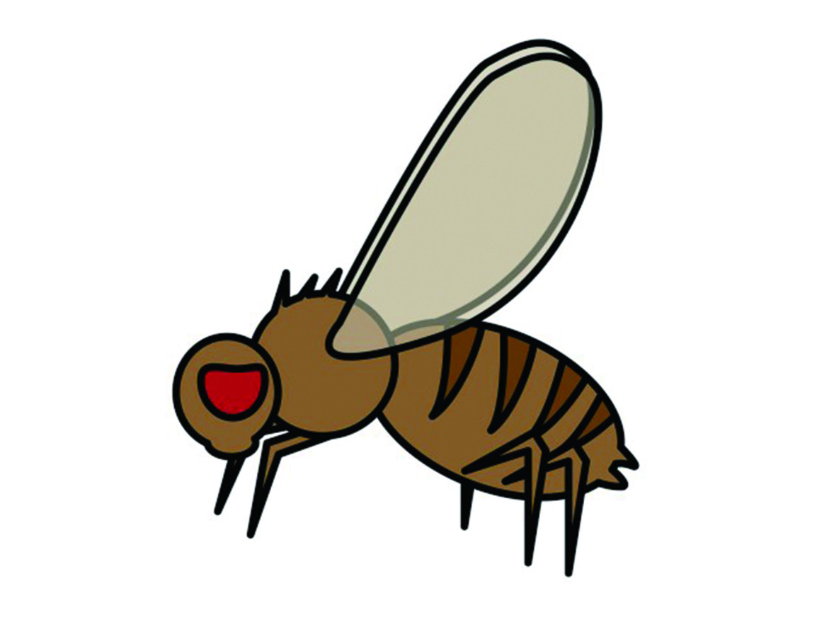 【除蚤蠅】如何預防化糞池最骯髒小蒼蠅之一「蚤蠅」