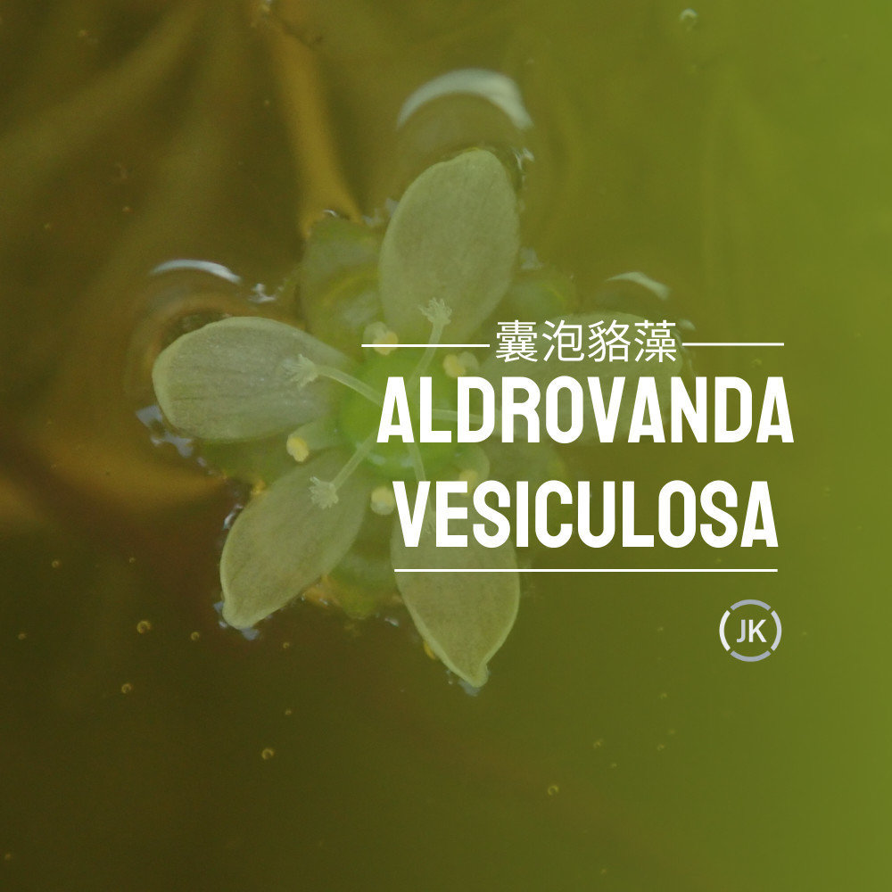 囊泡貉藻（Aldrovanda vesiculosa)，囊泡貉藻也稱貉藻一種水生食肉植物，囊泡貉藻是一種水生食肉植物，其特點是有一圈圈漂浮在水面上的小陷阱。
