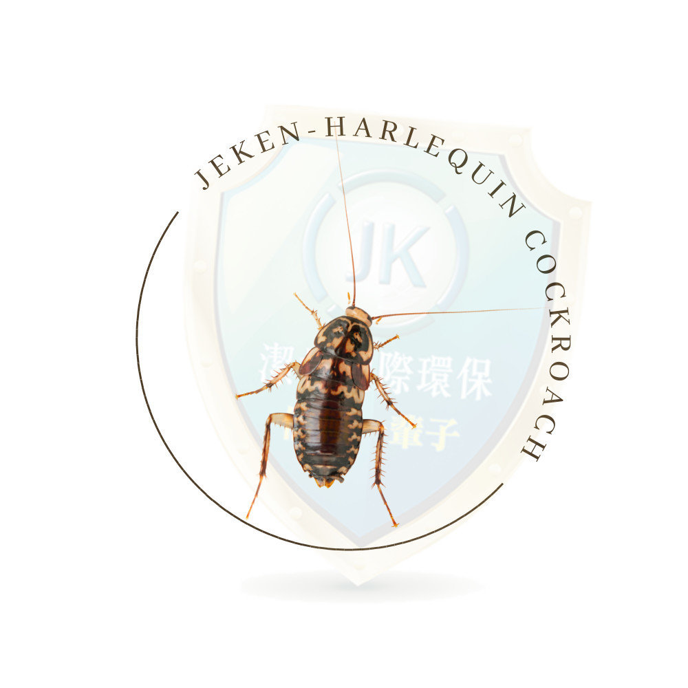 花斑蟑螂 harlequin roach也稱為家屋蟑螂、菱葉斑蠊、臉譜斑蠊是一種獨特而引人注目的蟑螂物種。花斑蟑螂，學名Neostylopyga rhombifolia