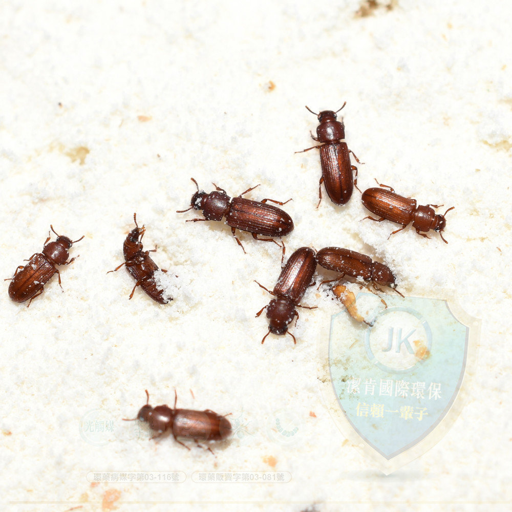 姬薪蟲，又被稱為真菌甲蟲，是一種微小的棕色清道夫甲蟲。這類甲蟲以多種真菌為食，主要以黴菌為主要食物來源。在新建築或新裝潢的房屋中，尤其是在建造或裝潢過程中，潮濕尚未完全固化的木材、混凝土和壁紙等都可能成為這些甲蟲的潛在食物來源。