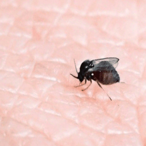 小黑蚊又稱為黑微仔或是小金剛，遭叮咬後會引起紅腫、奇癢難耐，使人過敏等