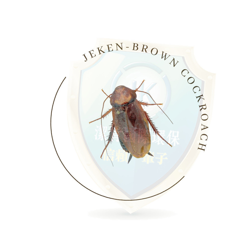 褐色蟑螂brown cockroach又被稱為棕色家蠊、褐色大蠊、棕帶姬蠊，褐色蟑螂，學名Periplaneta brunnea是一種常見的蟑螂物種