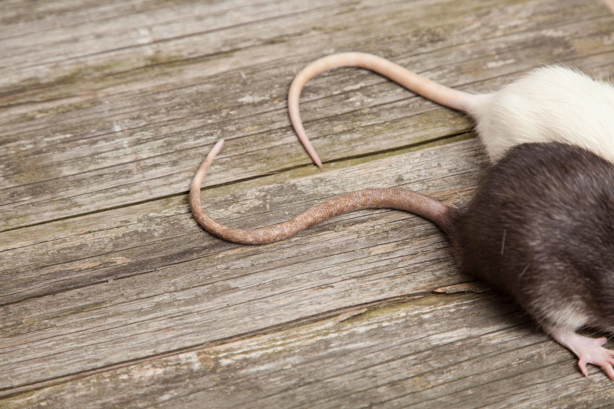 通過了解入侵的老鼠種類，可以利用其習性和弱點，有效的防治。在一般生活中經常出現的老鼠，嚴格說起來有三種，分別為溝鼠、屋頂鼠、月鼠。|潔肯除蟲公司