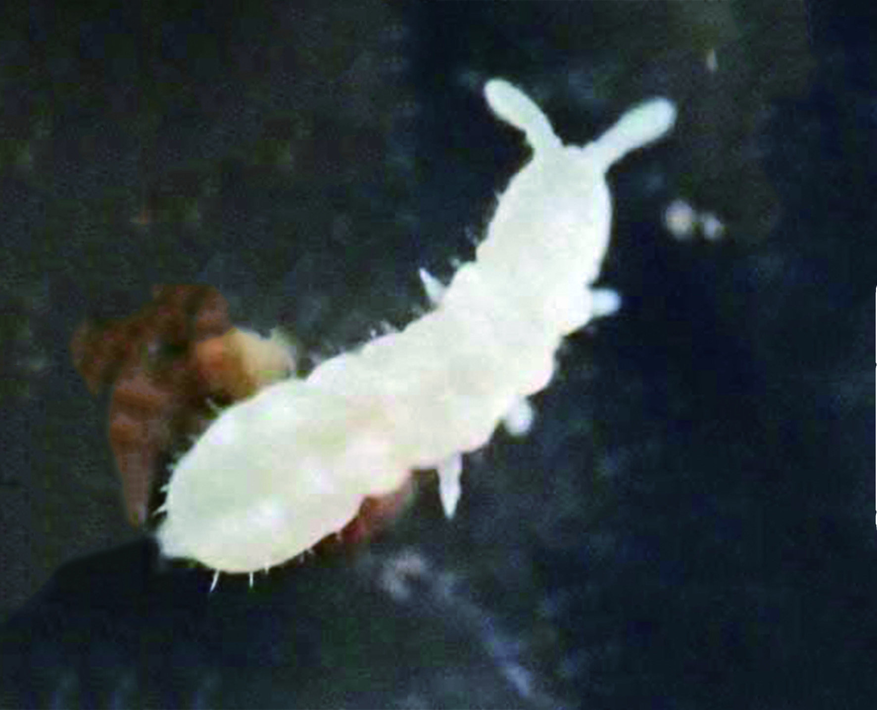 跳蟲腹部有兩對稱為「彈器」的附肢，使牠們得以跳躍到數十公分外。
密集時形似煙灰，故又得名「煙灰蟲」。在20～28度C的室溫又相對潮濕的環境中，
跳蟲一年可繁殖6～7代。