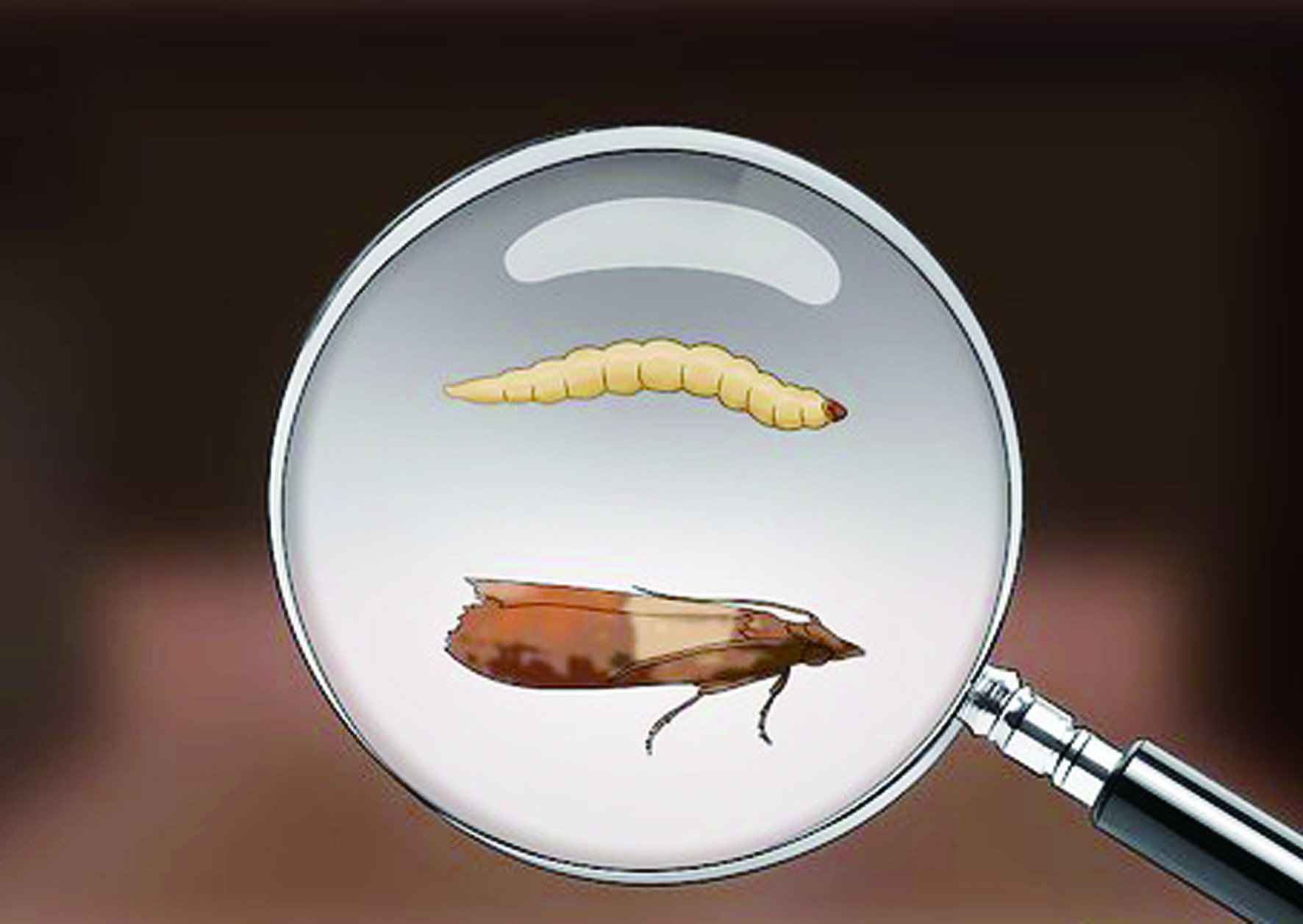 【除印度穀蛾】家裡飛來很多小飛蛾，該用什麼方式才能有效防治印度穀蛾  !