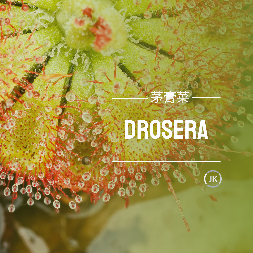 茅膏菜屬(Drosera)描述，毛氈苔屬植物有粘性腺毛，毛氈苔屬花的葉子上有粘性腺毛，可以捕捉和消化昆蟲。葉片上的觸手狀結構會移動以捕捉獵物。