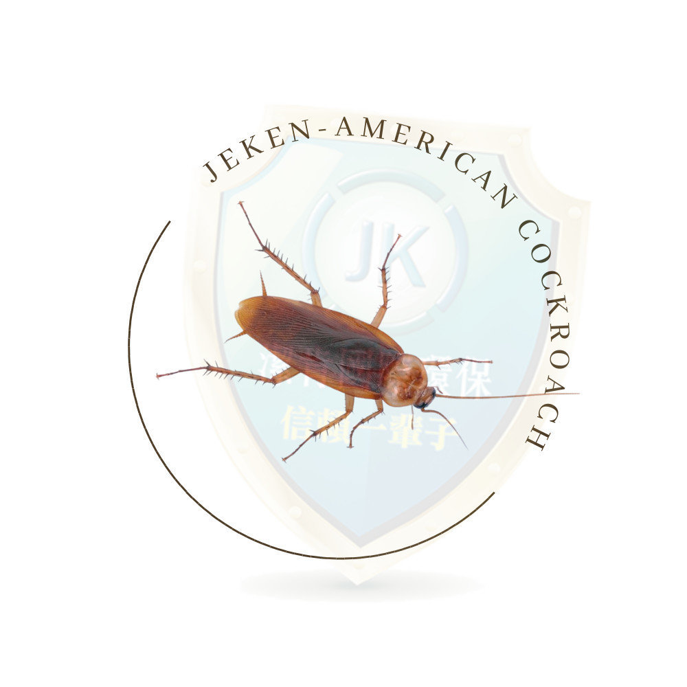 美洲蟑螂American cockroach也稱為棕蠊、美洲家蠊、美洲大蠊，體型較大，翅膀覆蓋全身，喜歡在潮濕環境中生活。美洲蟑螂，學名Periplaneta americana是一種廣泛分布於全球的大型昆蟲。
