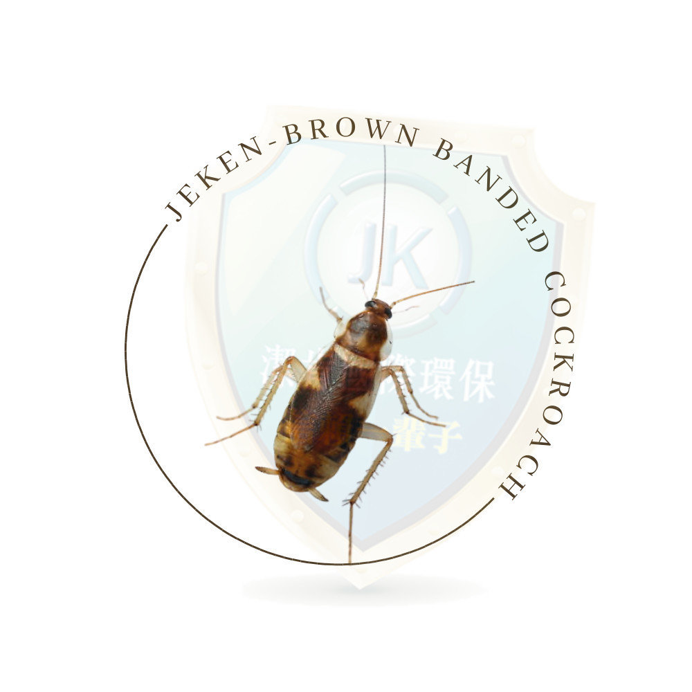 棕帶蟑螂brown banded cockroach也稱褐帶蟑螂、長鬚帶蠊 一種小型的室內蟑螂，常見於家居和商業建築。褐帶蟑螂，學名Supella longipalpa，是一種小型的蟑螂，廣泛分布於全球各地，尤其是在人類居住的環境中。