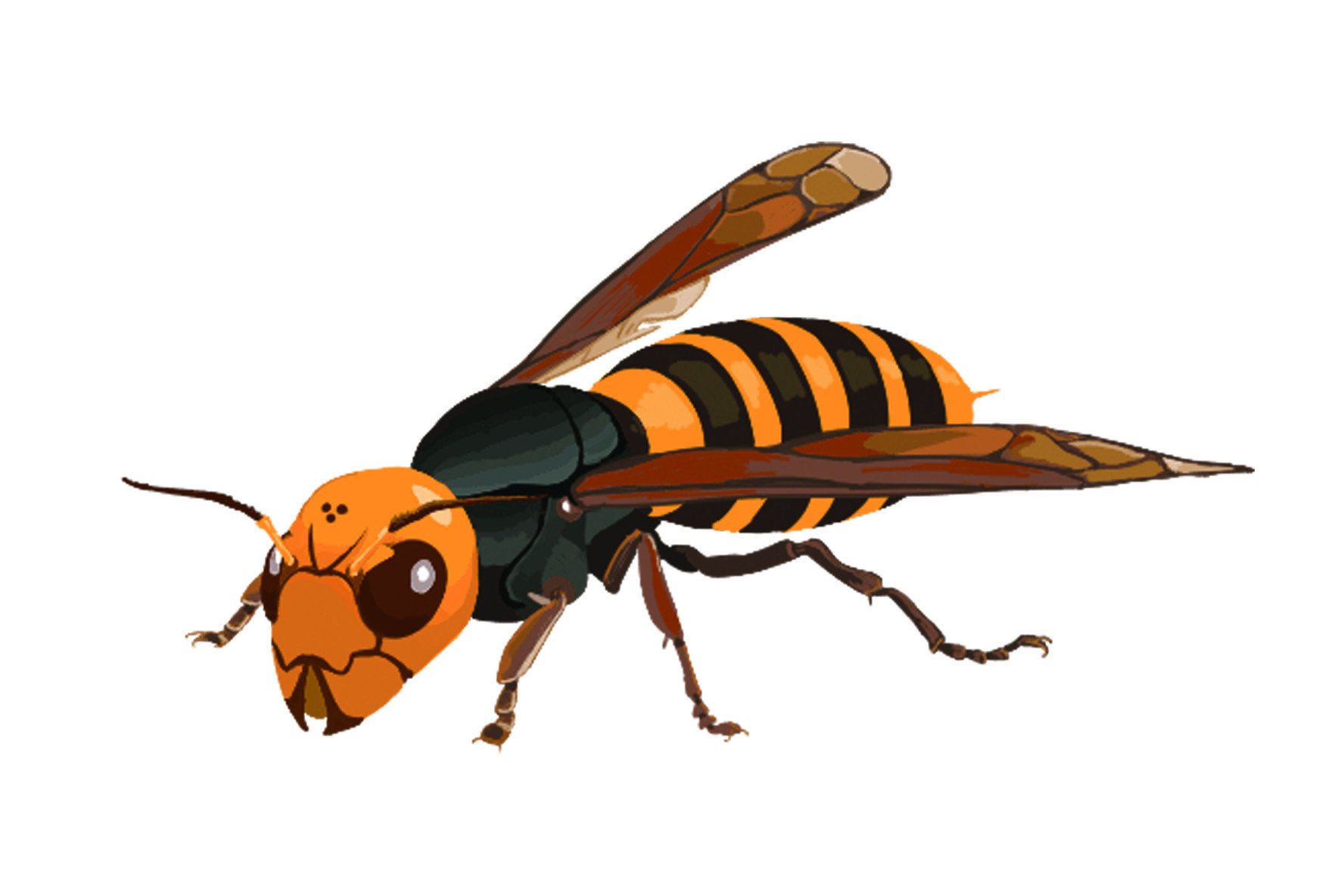 【除長腳蜂】體型很大卻很溫柔的長腳蜂，具猛烈攻擊性的虎頭蜂 !