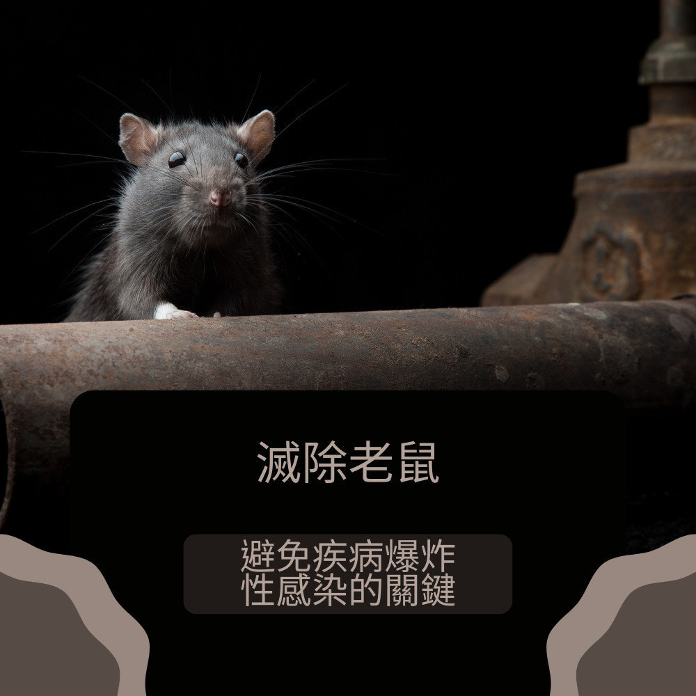 值得注意的是，即使老鼠感染了這種病毒，也不會從老鼠身上感染到人類。因此，為了避免爆發性的感染，滅除老鼠是降低感染風險的關鍵。在家中發現老鼠的蹤跡時，切勿掉以輕，謹慎處理老鼠的問題至關重要。如果您對於針對老鼠所帶來的風險以及防治措施有任何疑問，建議隨時諮詢專業的蟲害防治公司，以獲得適切的建議與解決方案。