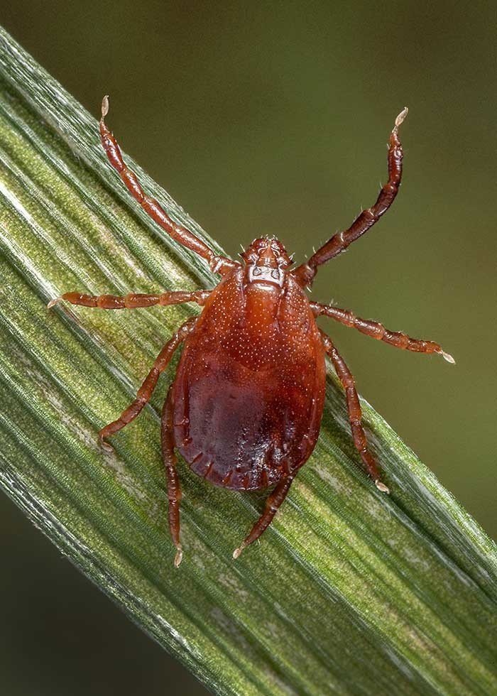 蜱蟲主要棲息於草叢、樹林等野外環境，發熱伴血小板減少綜合症的病媒主要是長角血蜱