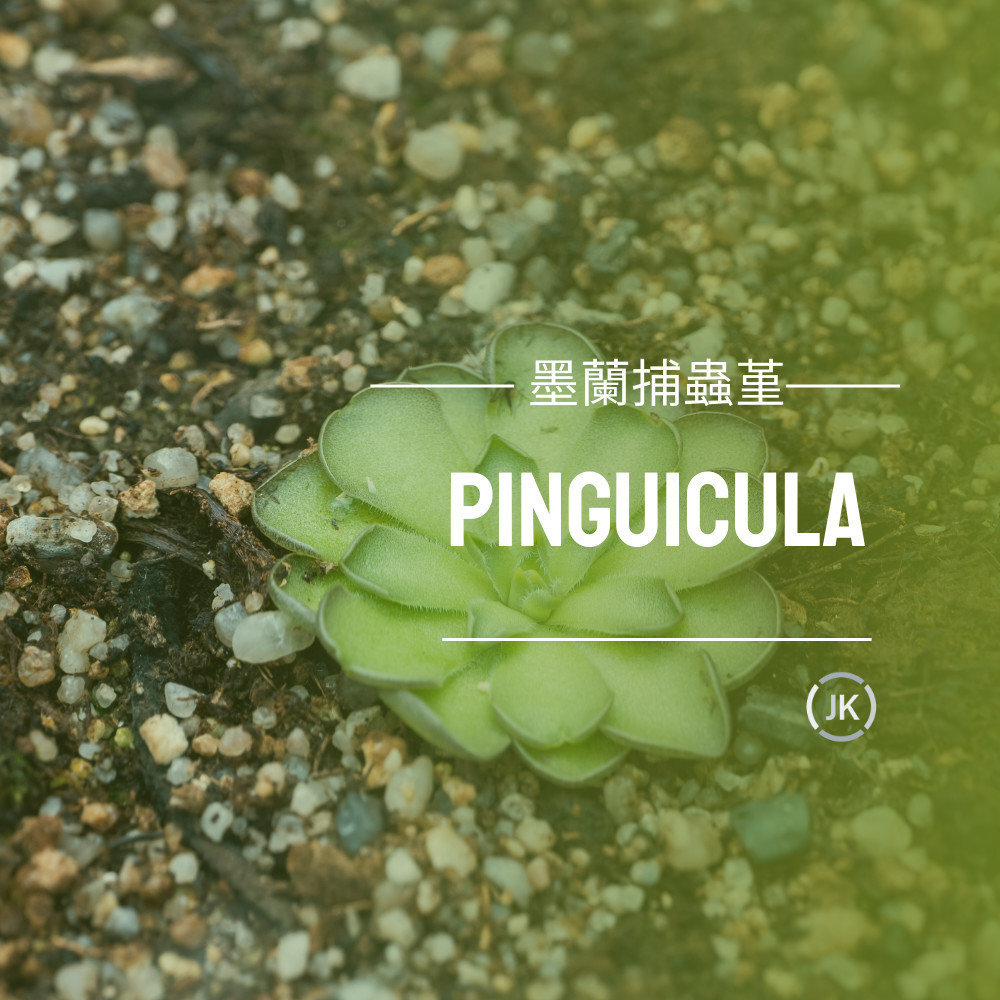 墨蘭捕蟲堇（Pinguicula），捕蟲堇屬有扁平的食肉質葉片，葉片上覆蓋著粘性腺體，可以捕捉昆蟲，它們以鮮豔多樣的花朵而聞名。
