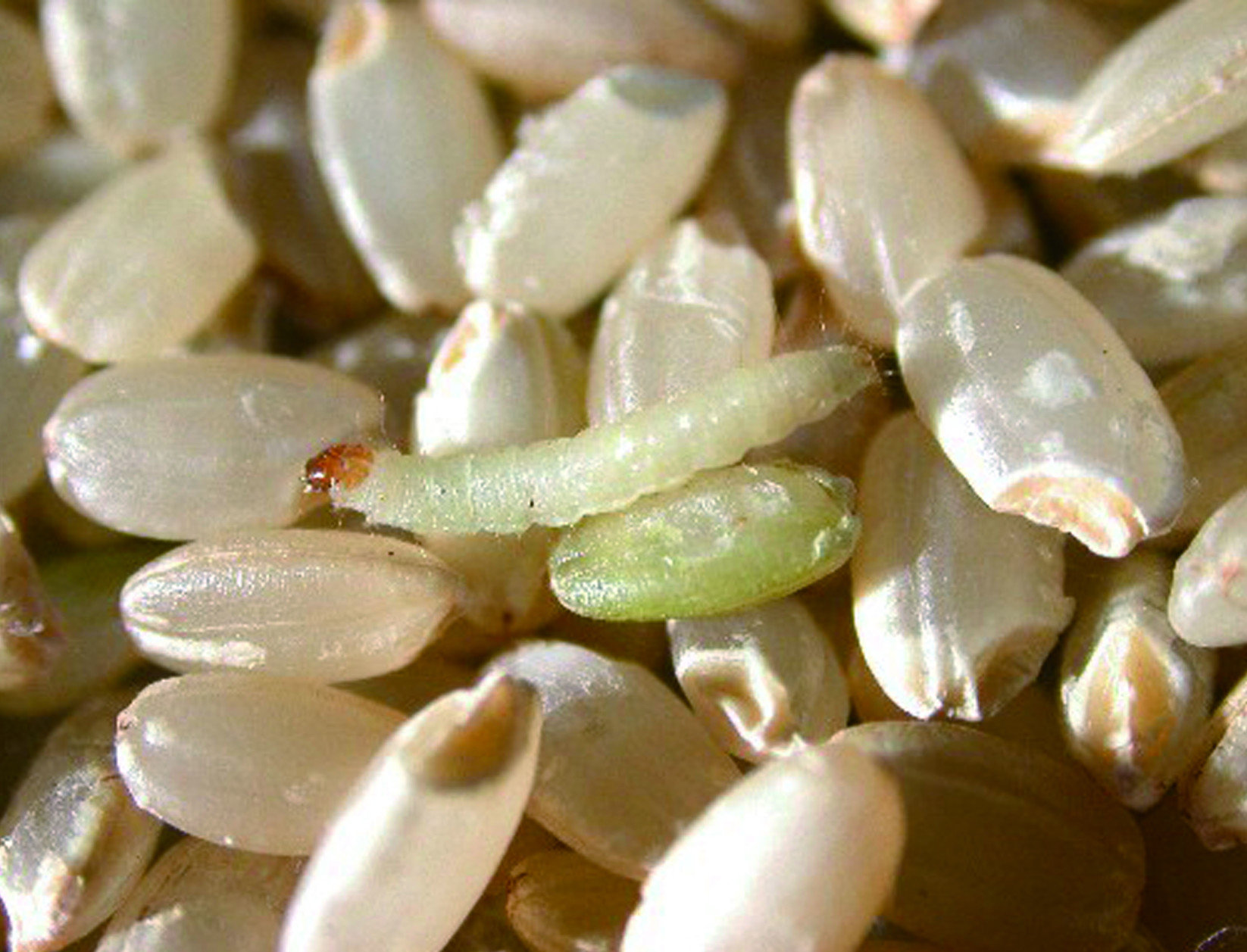 印度穀蛾有著特別的習性：成蟲不取食，只喝水，所以主要的危害來自幼蟲。成蟲將蟲卵產在糧粒表面或包裝品縫隙中，幼蟲潛伏在內部取食。幼蟲會大量地吐絲，使得糧食包裝內部變得潮濕、容易發霉，並且排放大量帶有臭味的紅色糞便，是許多地區的主要糧食害蟲。