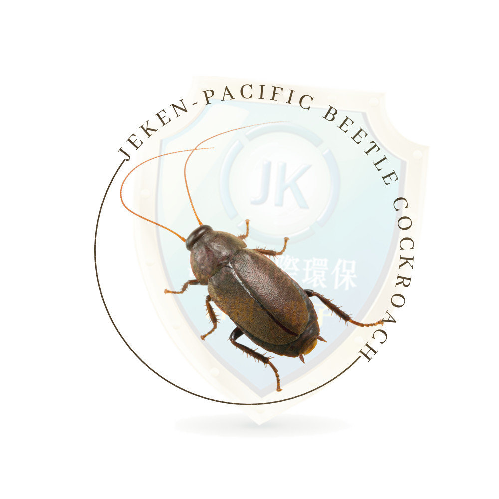太平洋甲蠊Pacific beetle cockroach也稱太平洋折翅蠊， 以其發光的特性而聞名，分布在亞洲等地區。太平洋甲蠊，學名Diploptera punctata是一種相當特殊的蟑螂