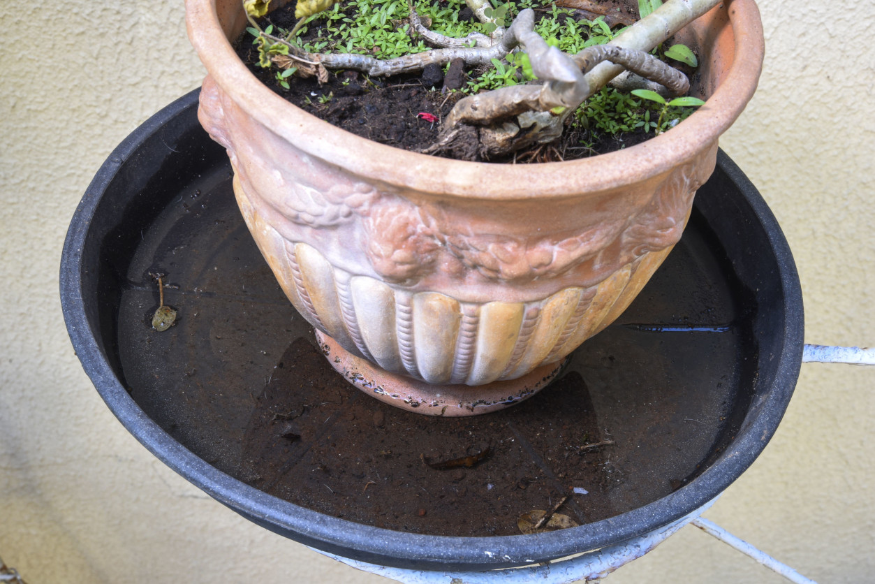 經常放置在陽台的花盆,盛水用的水盆,經常也會是蚊子幼蟲孳生的地方