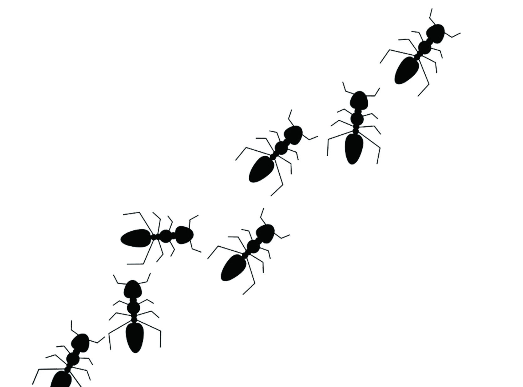 琉璃蟻是分類中的「屬」，其分類底下不只「疣胸琉璃蟻」，還有「白足扁琉璃蟻」與「褐色扁琉璃蟻」。白足扁琉璃蟻顧名思義，牠擁有白色的三雙腳，每一隻腳上都有一環白色，非常好辨識。而褐色扁琉璃蟻雖然與疣胸琉璃蟻比較相似，沒有那麼容易辨識，但牠們有幾項絕對性的不同。
