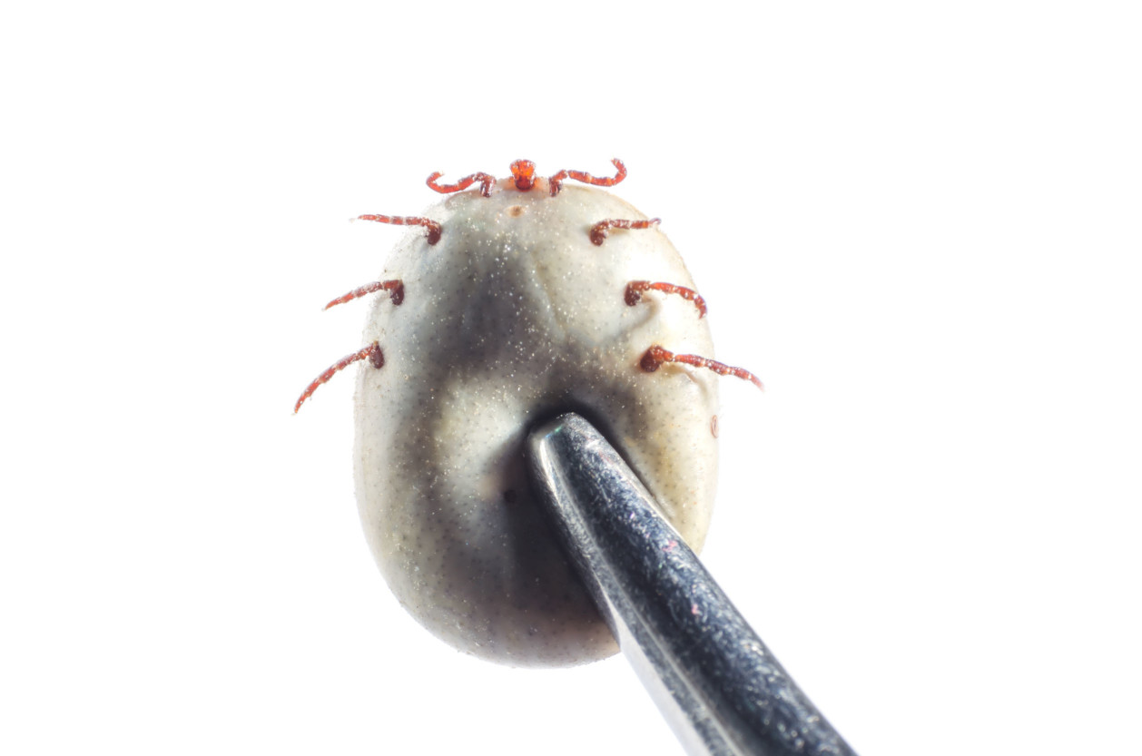 俗稱牛蜱的壁蝨是台灣常見的一種外寄生蟲。壁蝨是一種暫時性寄生蟲，性喜藏匿於草叢，需要進食吸血時，就爬到沿路經過的動物(包括狗貓或人類)身上。