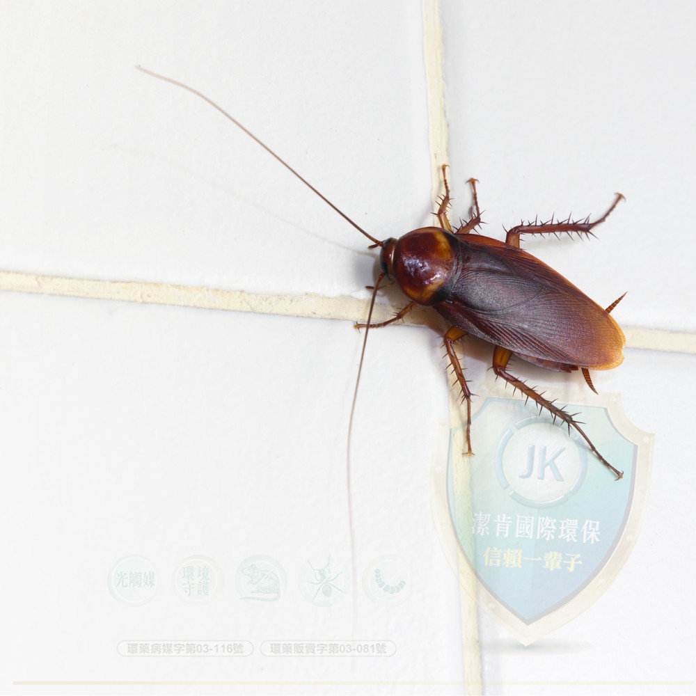 蟑螂cockroaches是一種在室內非常常見的害蟲，即使在新建的住宅中也很可能看到它們的蹤跡。這些蟑螂一旦進入住宅，就會開始在室內築巢。