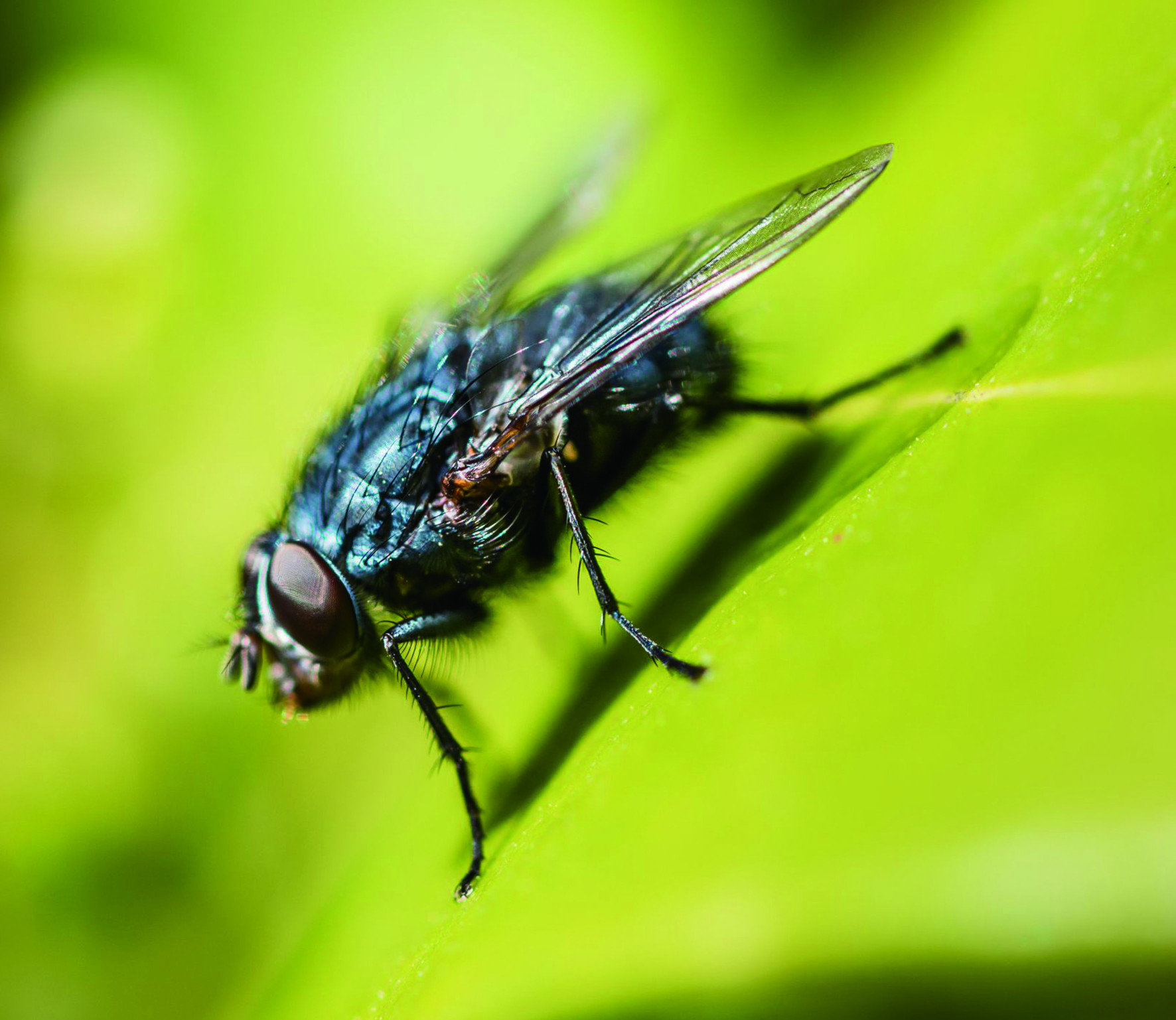 另一種常見的蒼蠅叫做「反吐麗蠅」，或稱作「麗蠅」，
大小比家蠅稍微大一些，色彩十分繽紛，擁有金屬亮藍色的胸部、
亮紫色的腹部、粉紅色的觸角。牠們喜歡在垃圾桶附近活動，
以動物糞便與屍體為主要飲食來源，因此傳播的病菌也特別多。