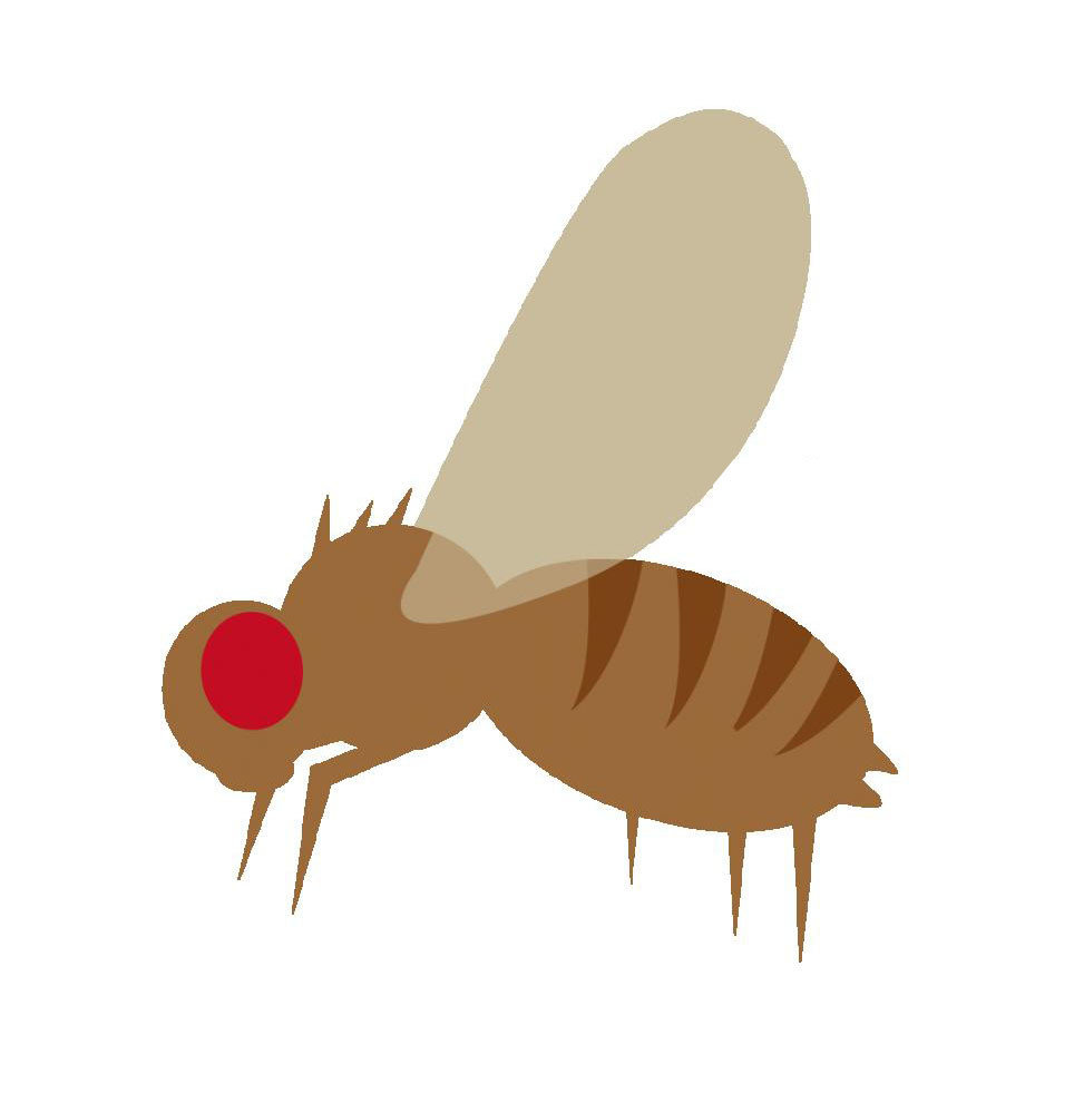 【冬季果蠅】出乎意料的問題，別以為只有夏季果蠅多！
