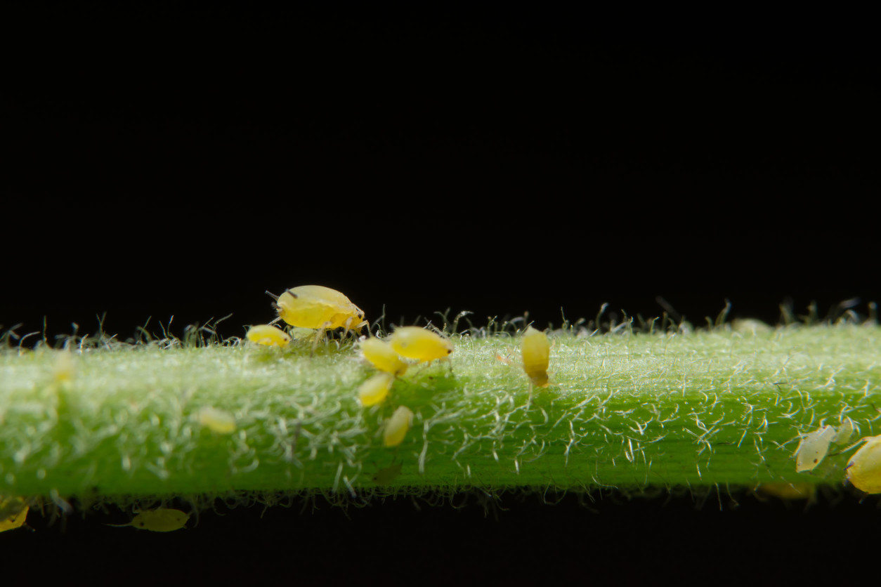 螞蟻與蚜蟲屬於互利共生的關係，蚜蟲不斷吸食樹液，體內的糖分過高，所以排出的液體也含有糖分蜜露，蜜露是有黏稠性的物體 ，螞蟻非常喜愛這種高糖的蜜露。