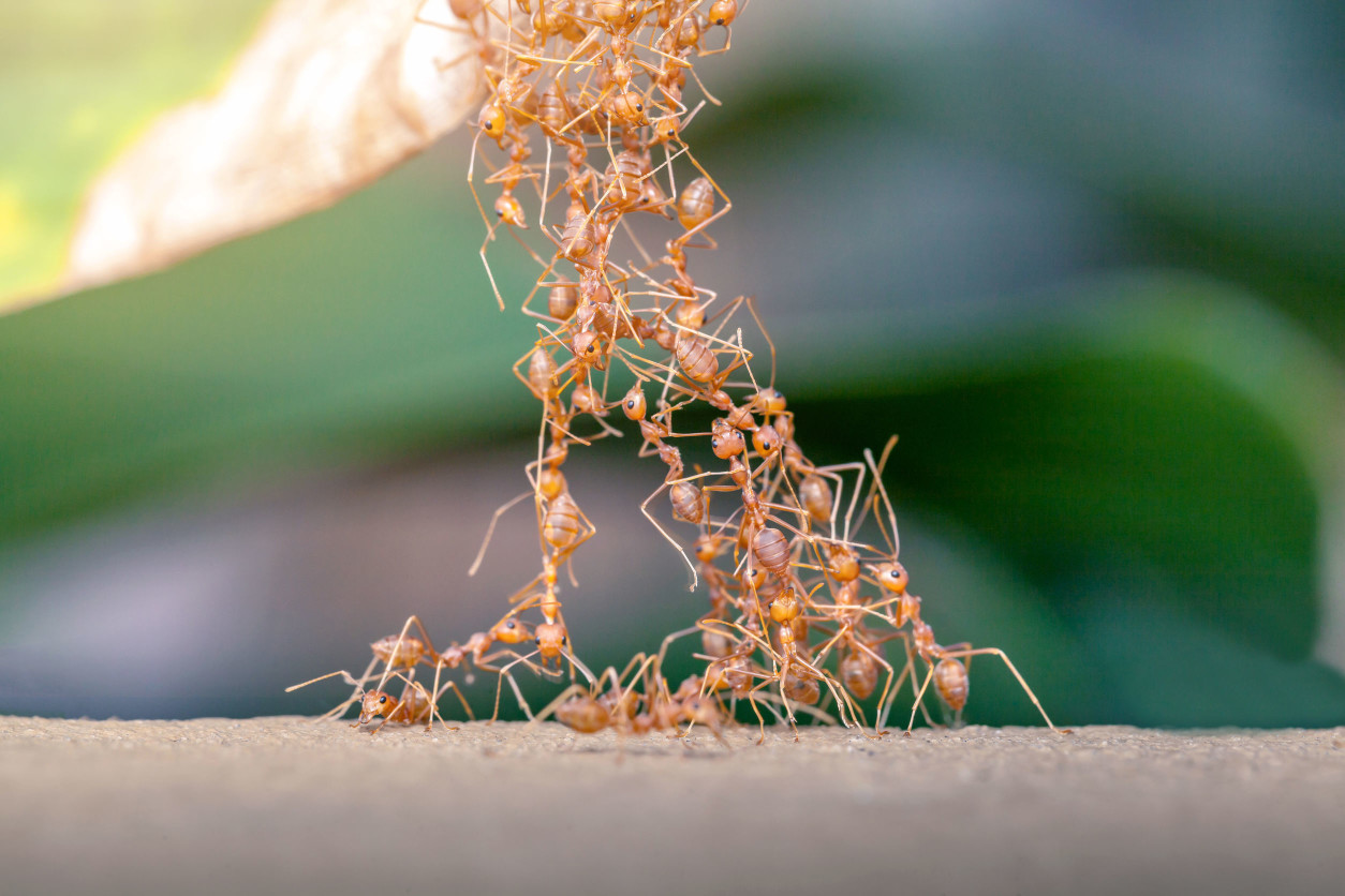 基本上巢穴內的蟻后，可以存活約10-20年，相較於其他昆蟲而言，它具有相對較長的壽命。