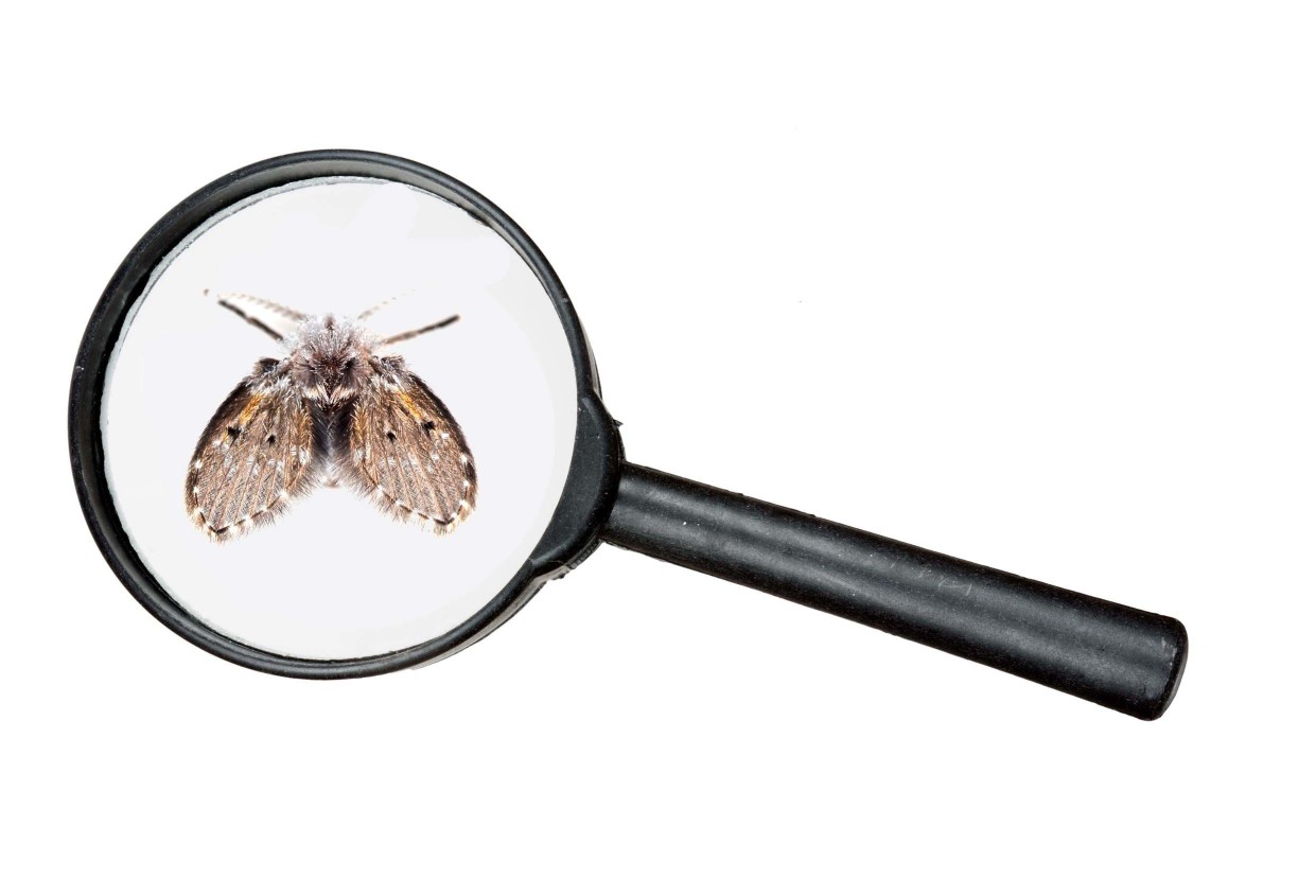 隨風也能進入屋內！ 鑑別蛾蚋成蟲最可靠的方式，是觀察翅膀上獨特的翅脈， 其繁多、平行的翅脈，以及絨毛密佈的蟲體是最大的辨識特徵。