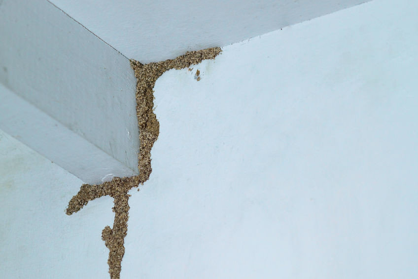 牆沿上出現白蟻的蟻道