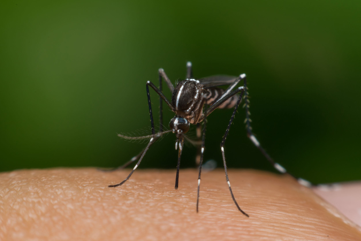 蚊子會遭到人體身上散發的二氧化碳吸引,因而依附到人體上吸取血液