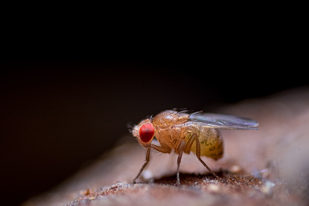 果蠅家裡就算沒有水果偶爾也是會有煩人的小果蠅在身旁飛來飛去，打不到又令人感到煩躁，到底果蠅從哪裡來呢?