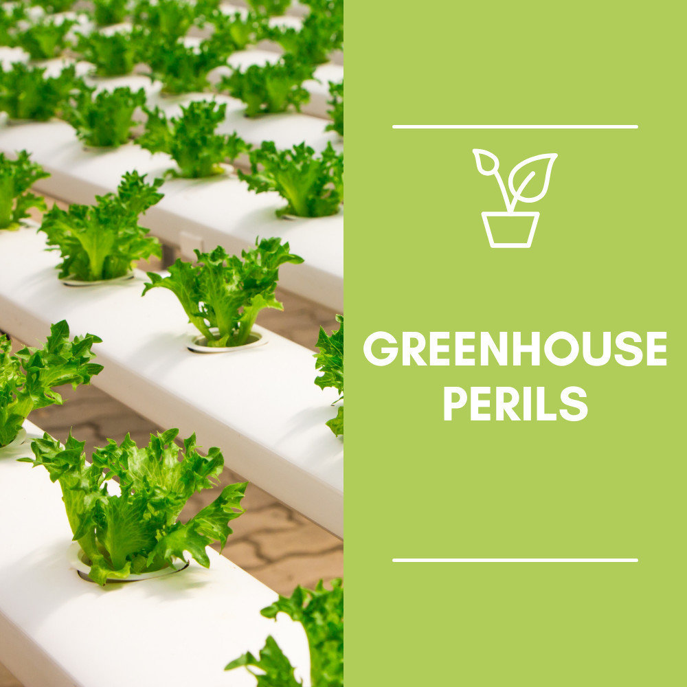Greenhouses provide an ideal environment for the growth of vegetables and fruitshowever, they also serve as conducive breeding grounds for pests.