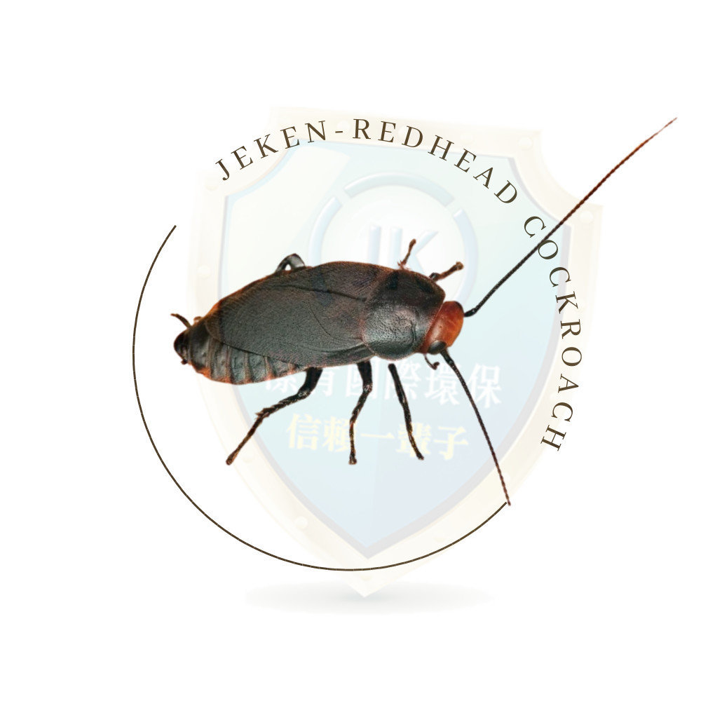 紅頭蜚蠊Redhead Cockroaches,具有獨特的紅色或橙色頭部，分布在熱帶和亞熱帶地區。紅頭蜚蠊，學名Oxyhaloa deusta是一種特殊的蜚蠊