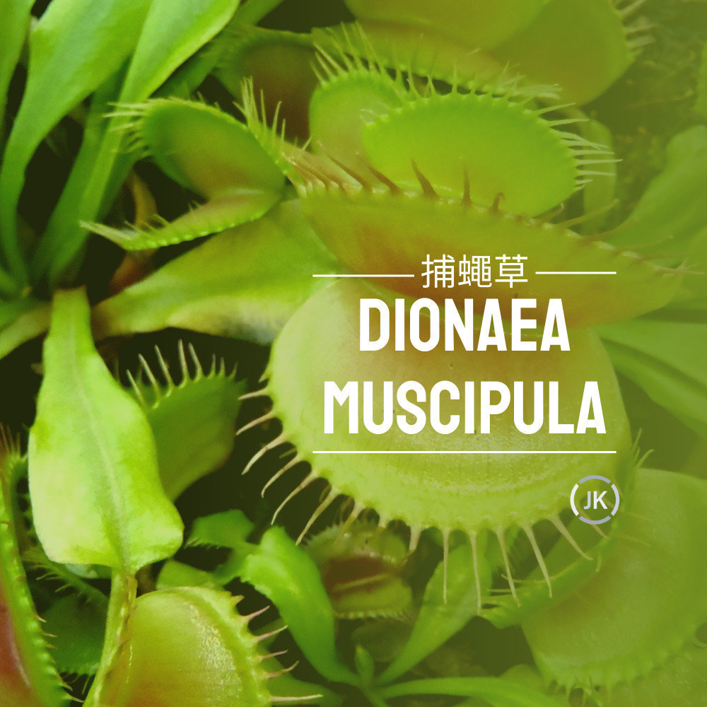 捕蠅草（Dionaea muscipula）以其標誌性的刺毛而聞名： 維納斯捕蠅草(Venus Flytrap)以其標誌性的貝殼捕蟲陷阱而聞名，是一種廣受歡迎的除蟲多肉植物。每個捕蟲器都有兩片葉子，上面覆蓋著敏感的觸發毛。