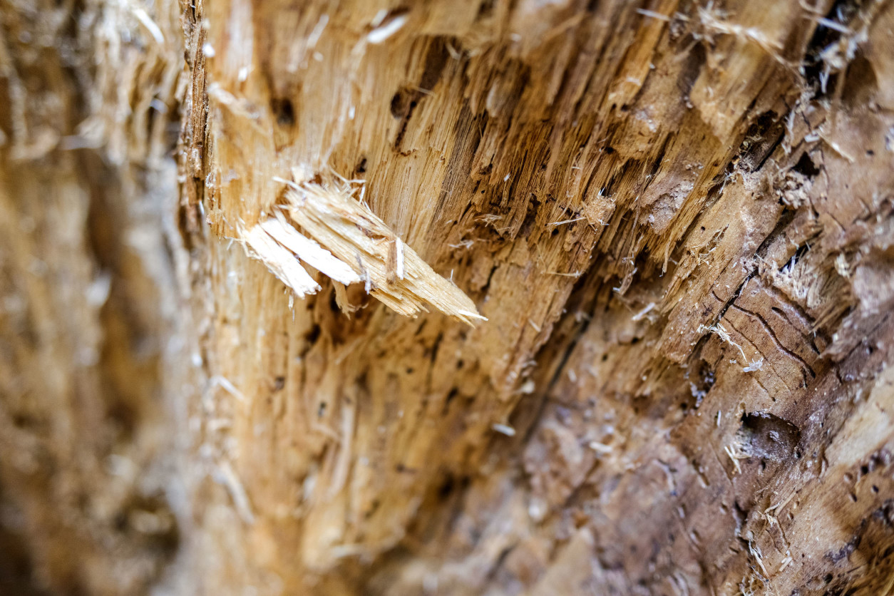 枯木白主要分佈來自於美國加利福尼亞到墨西哥，目前已經遍佈世界各地。 枯木白蟻是一種可以在乾燥的木材中用少量水分生長的白蟻。