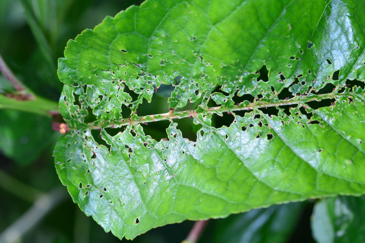 蚜蟲種類多，發生代數多，繁殖快，危害重。它吸食作物汁液，植株被害後衰弱枯萎，且蚜蟲還可傳播病毒病和各種病害，造成更大的損失。