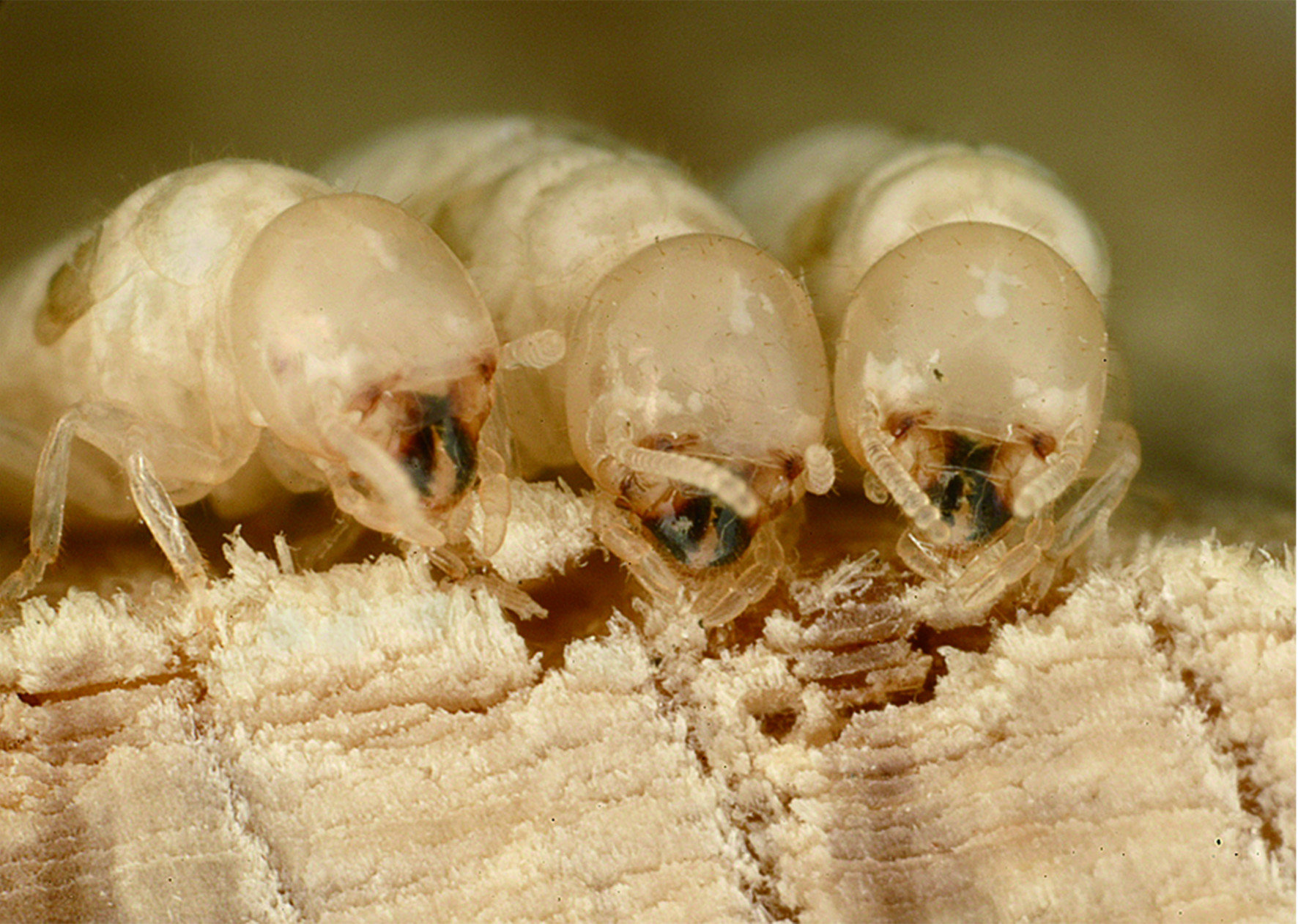 乾木白蟻其實就是「木白蟻科」的俗稱，台灣常見的品種為「截頭堆砂白蟻」。乾木白蟻喜歡啃食乾燥木頭，會對家中各種木製物品造成破壞。