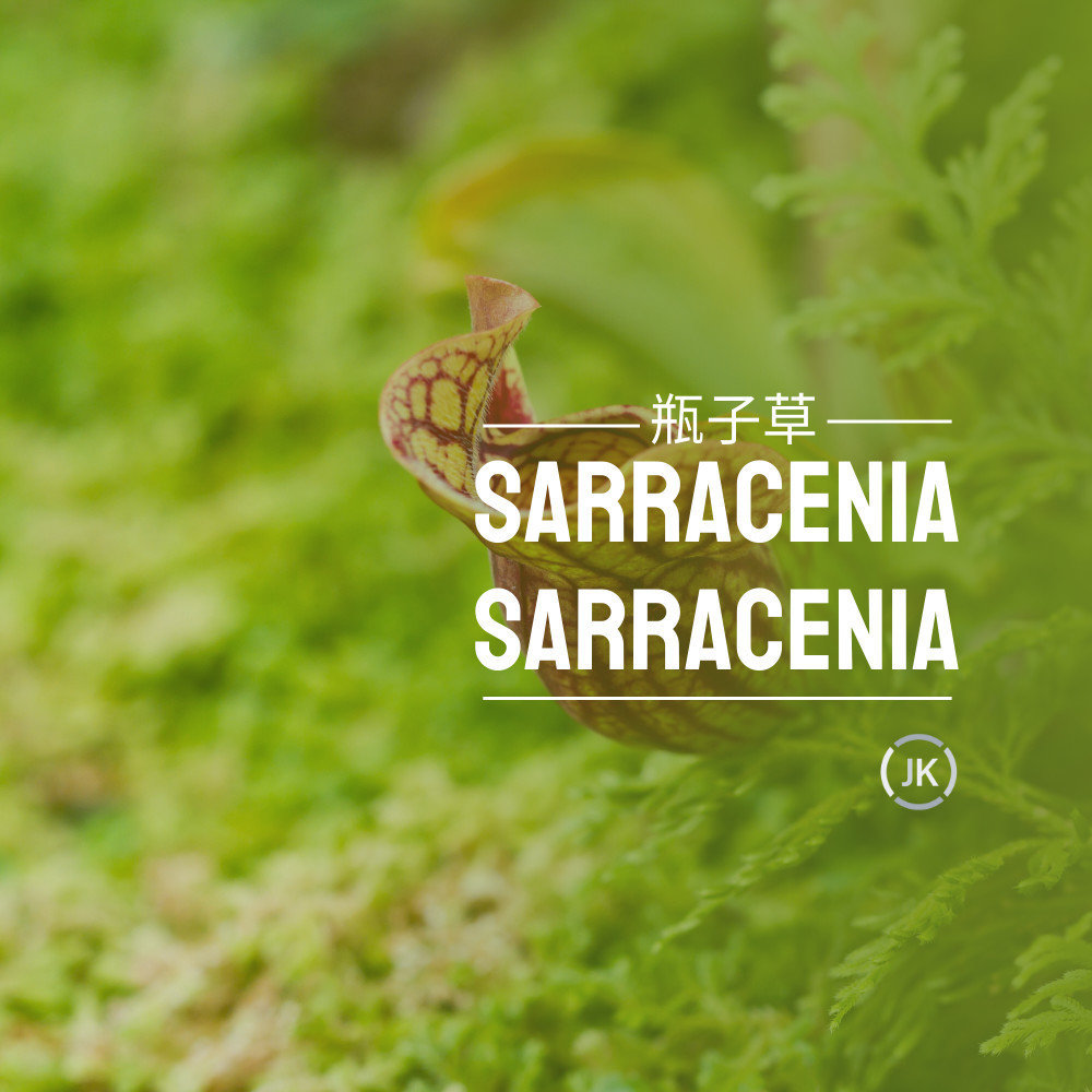瓶子草(Sarracenia)Sarracenia Sarracenia 又稱北美食蟲植物，具有高大的管狀結構，可以吸引和捕捉昆蟲，瓶子草有各種顏色和複雜的設計。