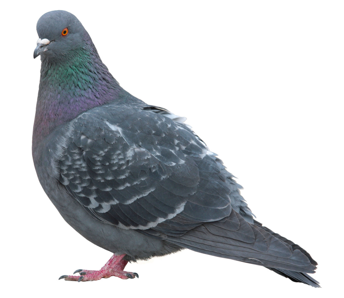 【防鳥】野生鳥類對於住宅的危害，以及預防鴿子糞便的方法
