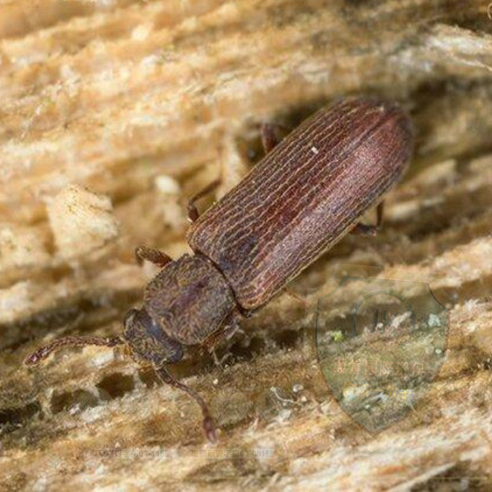 春季到夏季，當您在木材表面發現許多小而圓的孔洞（約1~2mm）且周圍散落白色木粉時，這很有可能是粉蠹蟲（powderpost beetle）的痕跡。粉蠹蟲通常在春季至夏季活躍，並在木材表面留下孔洞，同時散發白色木粉。這是因為成蟲在羽化後夜間飛離木材進行繁殖，留下這些小孔和木粉的痕跡。