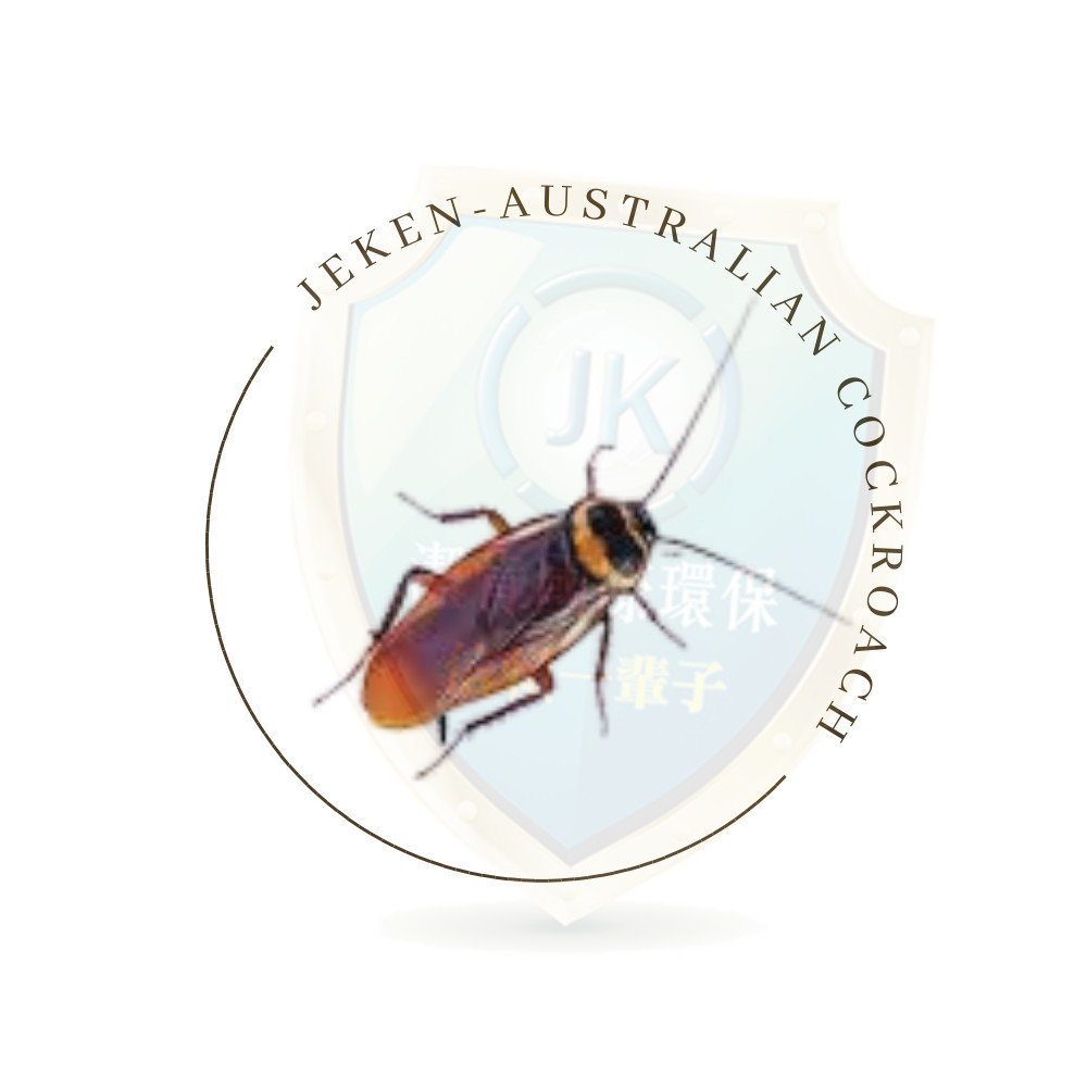 澳洲蟑螂Australian cockroach也稱為澳蠊、澳大利亞蟑螂、澳洲家蠊、澳洲大蠊，類似美洲蟑螂，但體型較小。澳洲蟑螂，學名Periplaneta australasiae是一種廣泛分布於澳大利亞及其他熱帶和亞熱帶地區的蟑螂。