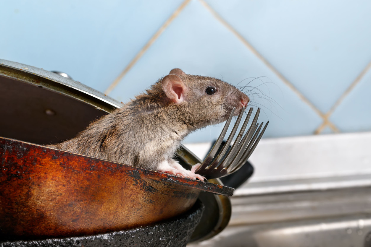 『滅鼠服務』-解決餐廳、食品工廠、住宅設施等的問題