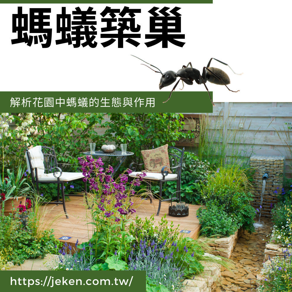 【除螞蟻】螞蟻築巢：解析花園中螞蟻的生態與作用 !