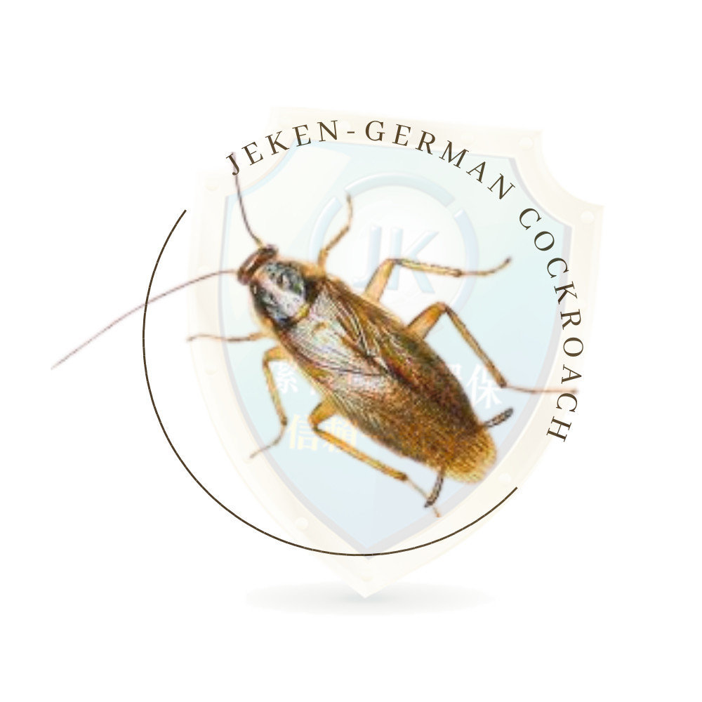 德國蟑螂German cockroach也被稱為德國小蠊、德國蟑螂、德國姬蠊、巴豆臭蟲，是室內環境中常見的一種小型蟑螂，喜歡潮濕的環境。德國蟑螂，學名Blattella germanica，是一種小型、擅長適應的蟑螂，廣泛分布於全球各地，尤其是在人類居住的環境中。