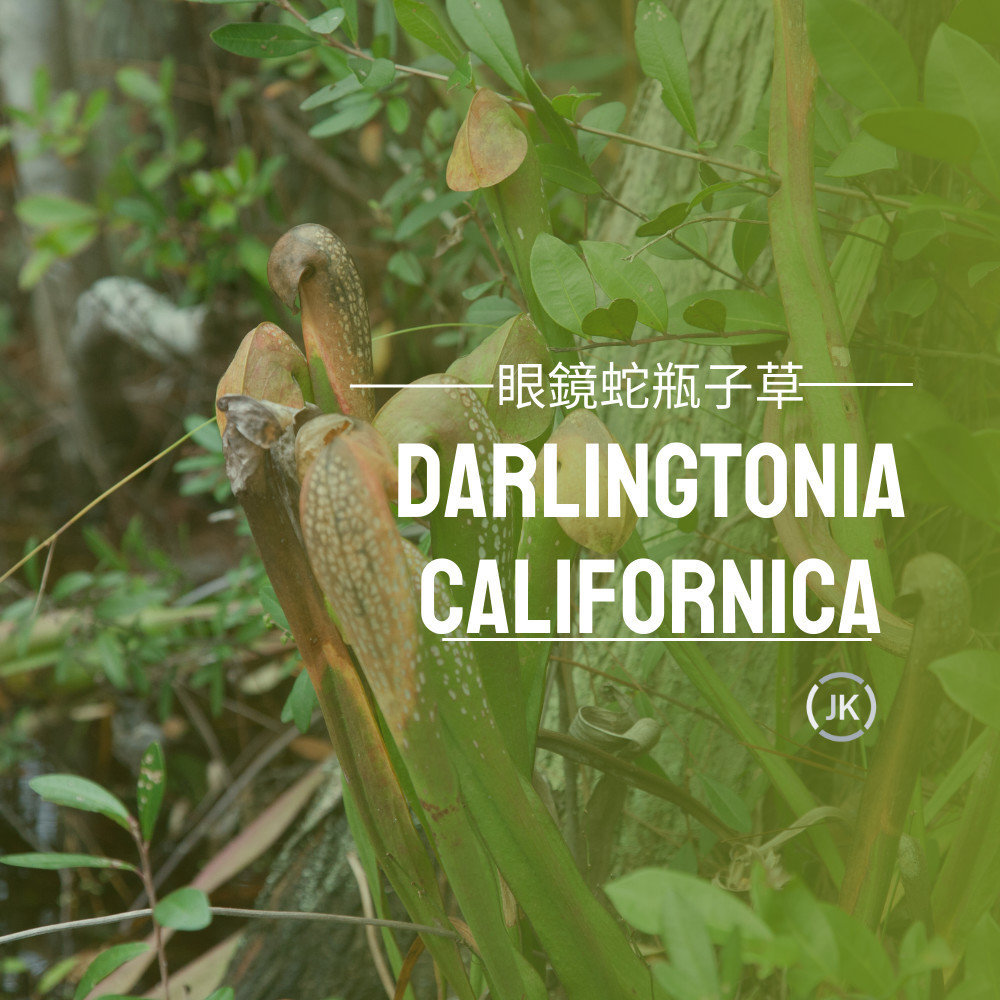 眼鏡蛇瓶子草(Darlingtonia californica)，眼鏡蛇瓶子草，又稱為加州瓶子草、眼鏡蛇百合、眼鏡蛇植物，以其醒目的兜帽狀葉片而聞名，它能將昆蟲引誘到其管狀結構中，使其迷失方向並掉入充滿液體的腔室中消化。
