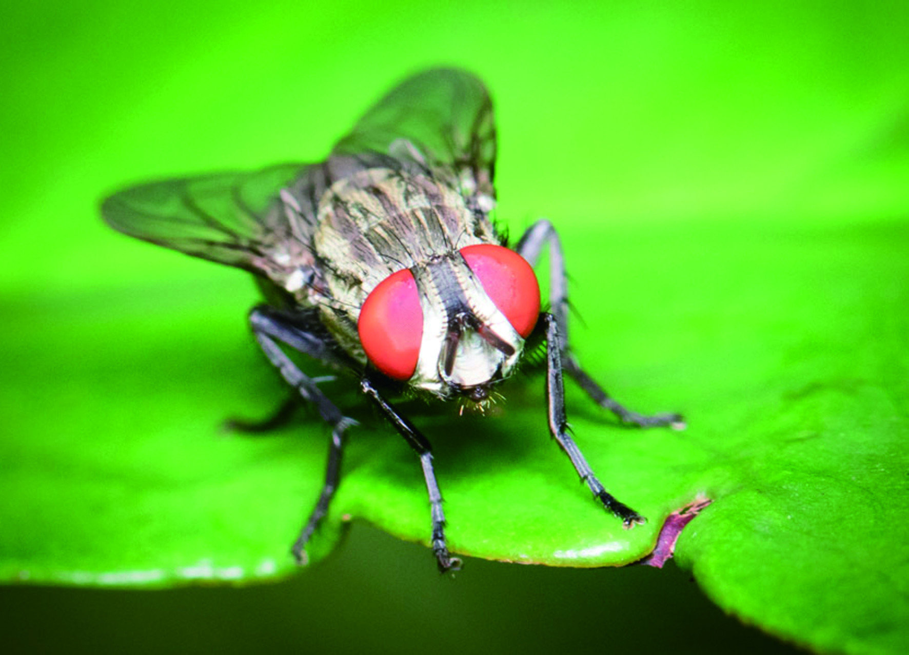 還有一種常見但比較特別的種類為「肉蠅」，又稱作「麻蠅」，
是一種卵胎生的蒼蠅，牠們會將蛆產在腐肉上，
也有一部份的肉蠅會將幼蟲產在哺乳類動物的傷口上。