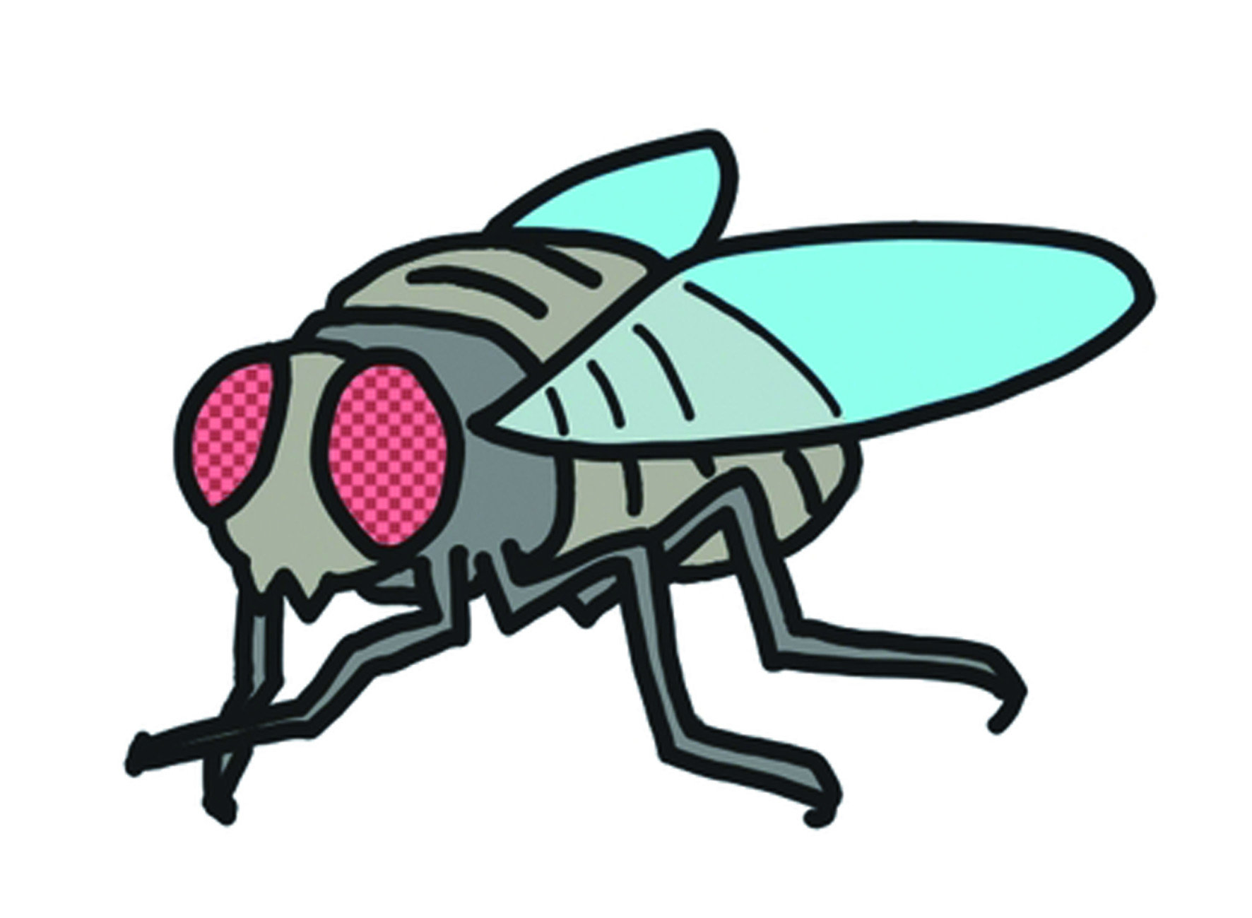 肉蠅因著有可能寄生生物體的特性，很有可能出現在衛生不良的地區，
依附在受傷的人們身上。即便在醫學上會利用肉蠅來處理傷者潰爛的傷口，
但在非專業治療的狀況下，肉蠅可能會藉此引發更多疾病。
特別是行動不便的傷者，一不小心可能就遭到肉蠅的侵襲。