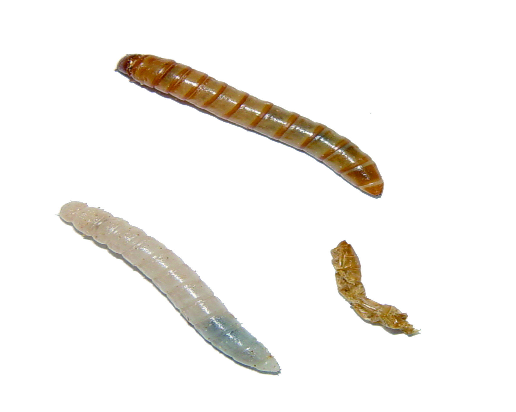 麵包蟲成蟲外殼黑中帶有光澤，體長約5～7mm，呈橢圓形。如果在家中觀察到這般外型、會飛的小型甲蟲，就要當心是否是麵包蟲了。