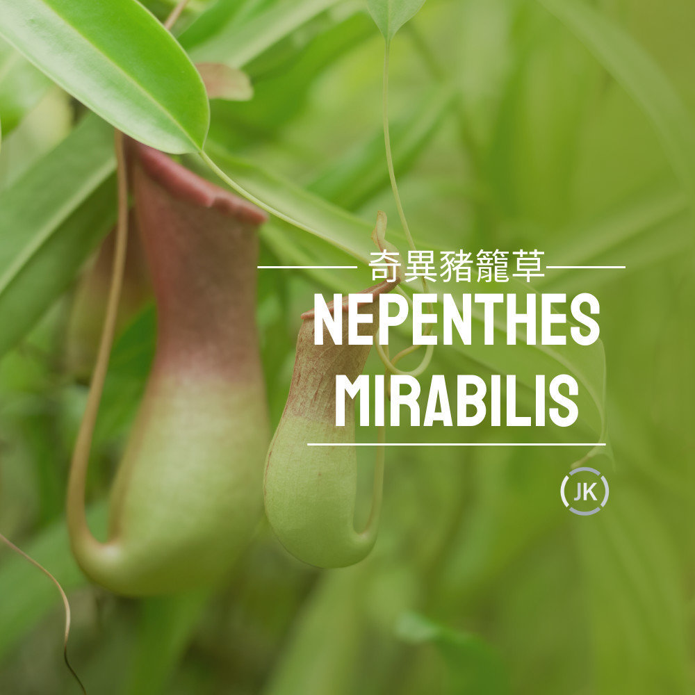 奇異豬籠草 (Nepenthes Mirabilis)，奇異豬籠草也稱為水壺草的特點是葉片經過改造，可以形成水壺狀，奇異豬籠草的特點是葉子經過改造，形成水壺狀結構，用於捕捉和消化昆蟲。