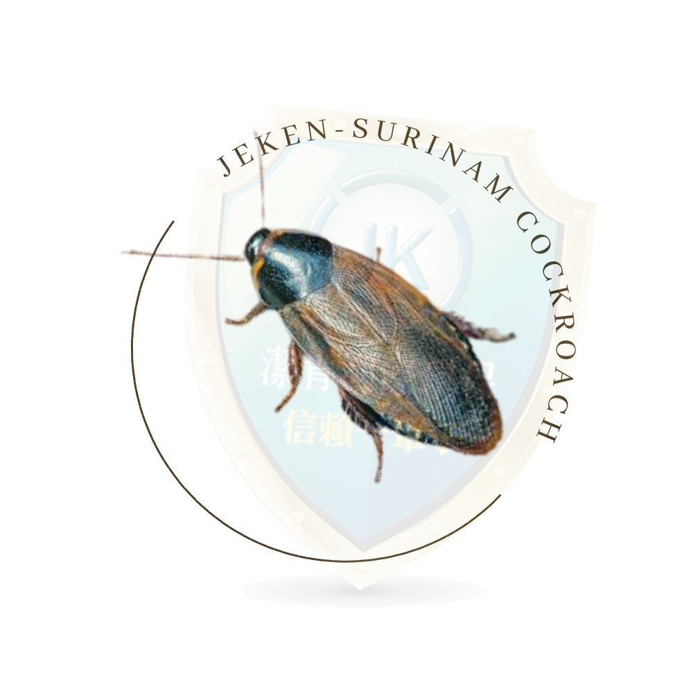 蘇里南潛蠊Surinam cockroach也稱greenhouse cockroach或 蔗蠊是一種小型的蟑螂，常見於室內和室外的植物、土壤中。蘇里南潛蠊，學名Pycnoscelus surinamensis是一種小型蟑螂
